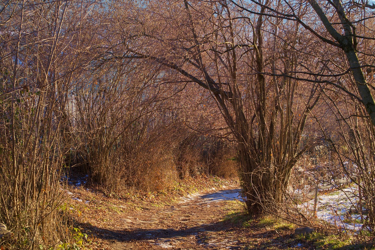 Promenada, Praėjimas, Gamta, Medis, Mediena, Kraštovaizdis, Filialas, Augalas, Žiema, Nemokamos Nuotraukos