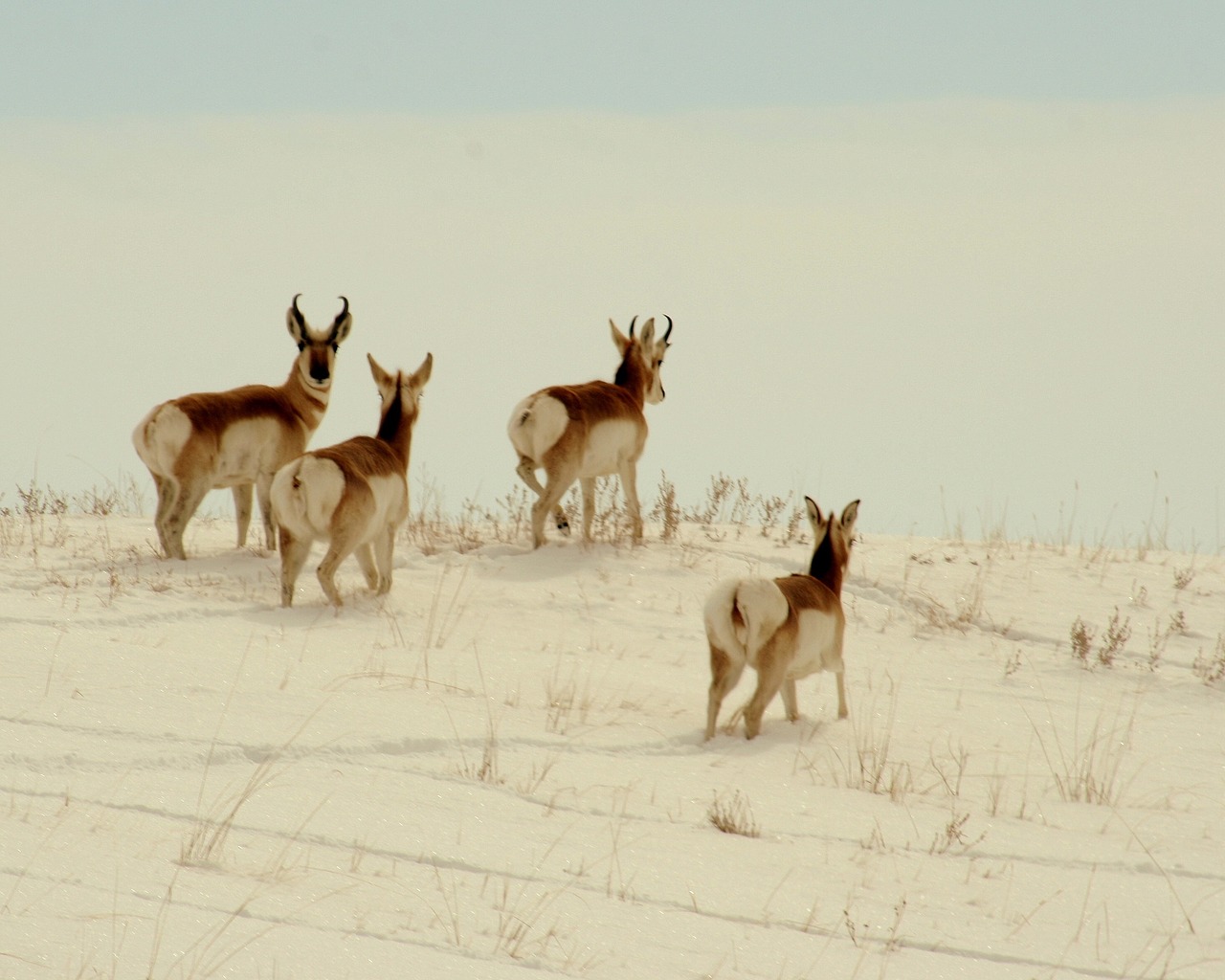 Pronghorn, Laukinė Gamta, Gamta, Lauke, Sniegas, Žiema, Žiūri, Bandas, Antilocapra Americana, Nacionalinis Parkas