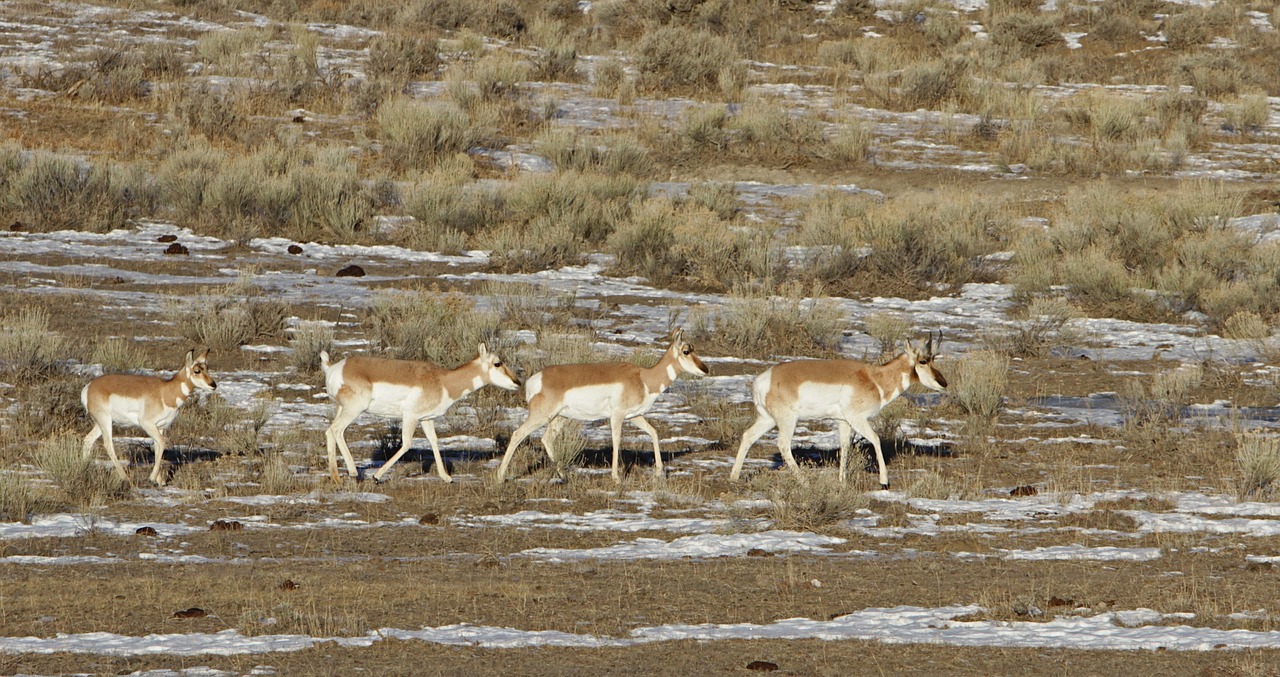 Pronghorn, Bandas, Laukinė Gamta, Gamta, Dykuma, Žolė, Žinduolis, Antilocapra Americana, Artiodaktilas, Antlers