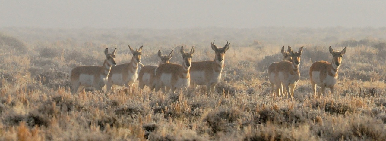 Pronghorn, Bandas, Laukinė Gamta, Gamta, Dykuma, Žolė, Žinduolis, Antilocapra Americana, Artiodaktilas, Antlers