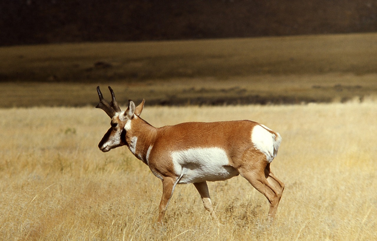 Pronghorn, Buck, Laukinė Gamta, Gamta, Laukiniai, Lauke, Nacionalinis Parkas, Patinas, Bandas, Antlers