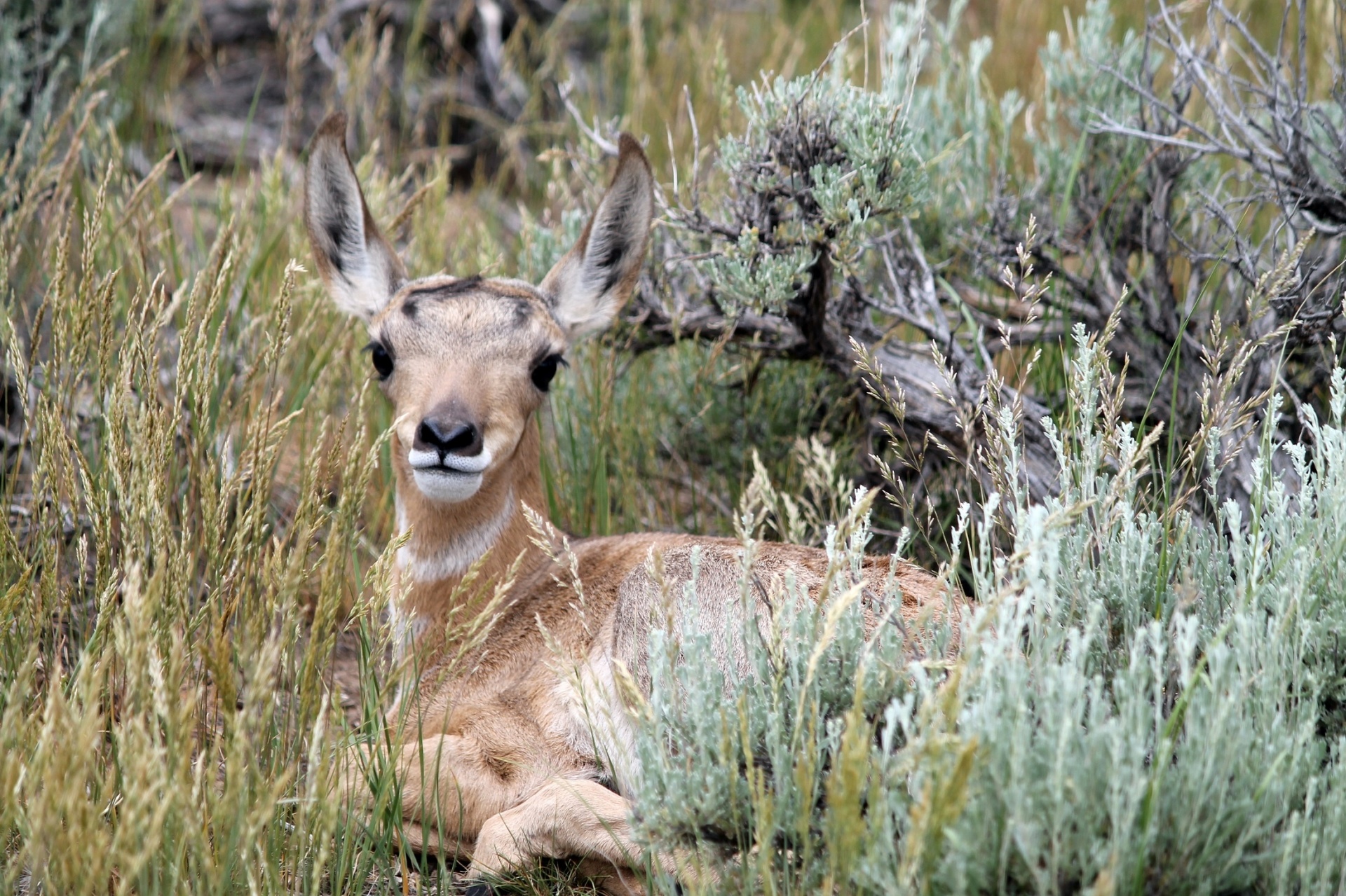 Pronghorn,  Elnias,  Žvilgsnis,  Kūdikis,  Portretas,  Dykuma,  Gamta,  Viešasis & Nbsp,  Domenas,  Fonas