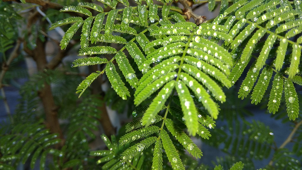 Prosopis, Lietus, Žalias, Nemokamos Nuotraukos,  Nemokama Licenzija