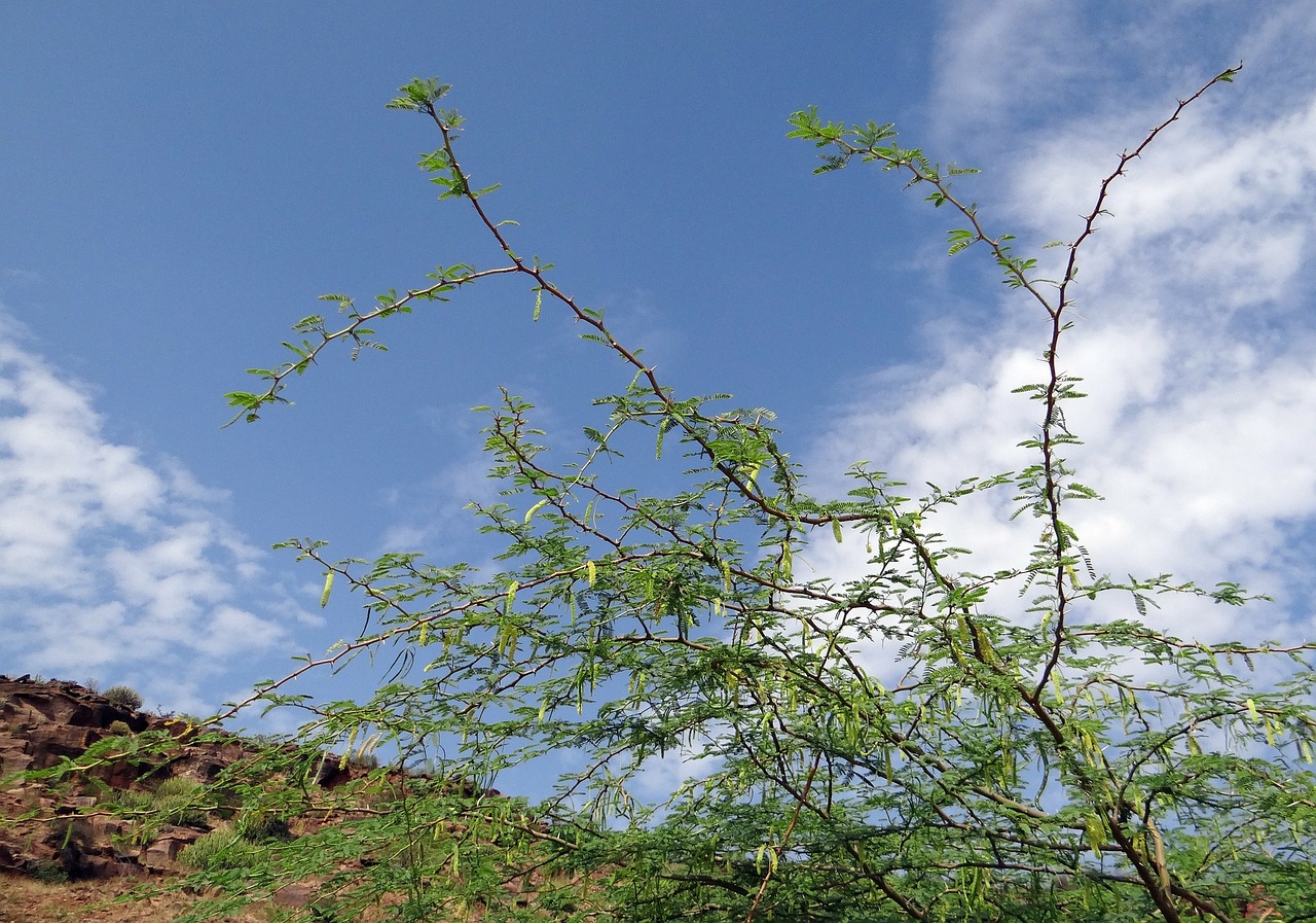 Prosopis Juliflora, Augalas, Invazinis, Babolis, Piktžolių, Indija, Nemokamos Nuotraukos,  Nemokama Licenzija