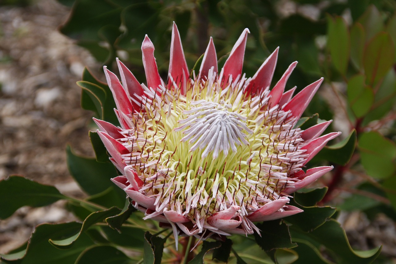 Protea, Karaliaus Proteas, Kriaušių Gėlė Pietų Afrikoje, Pietų Afrikos Nacionalinė Gėlė, Nemokamos Nuotraukos,  Nemokama Licenzija