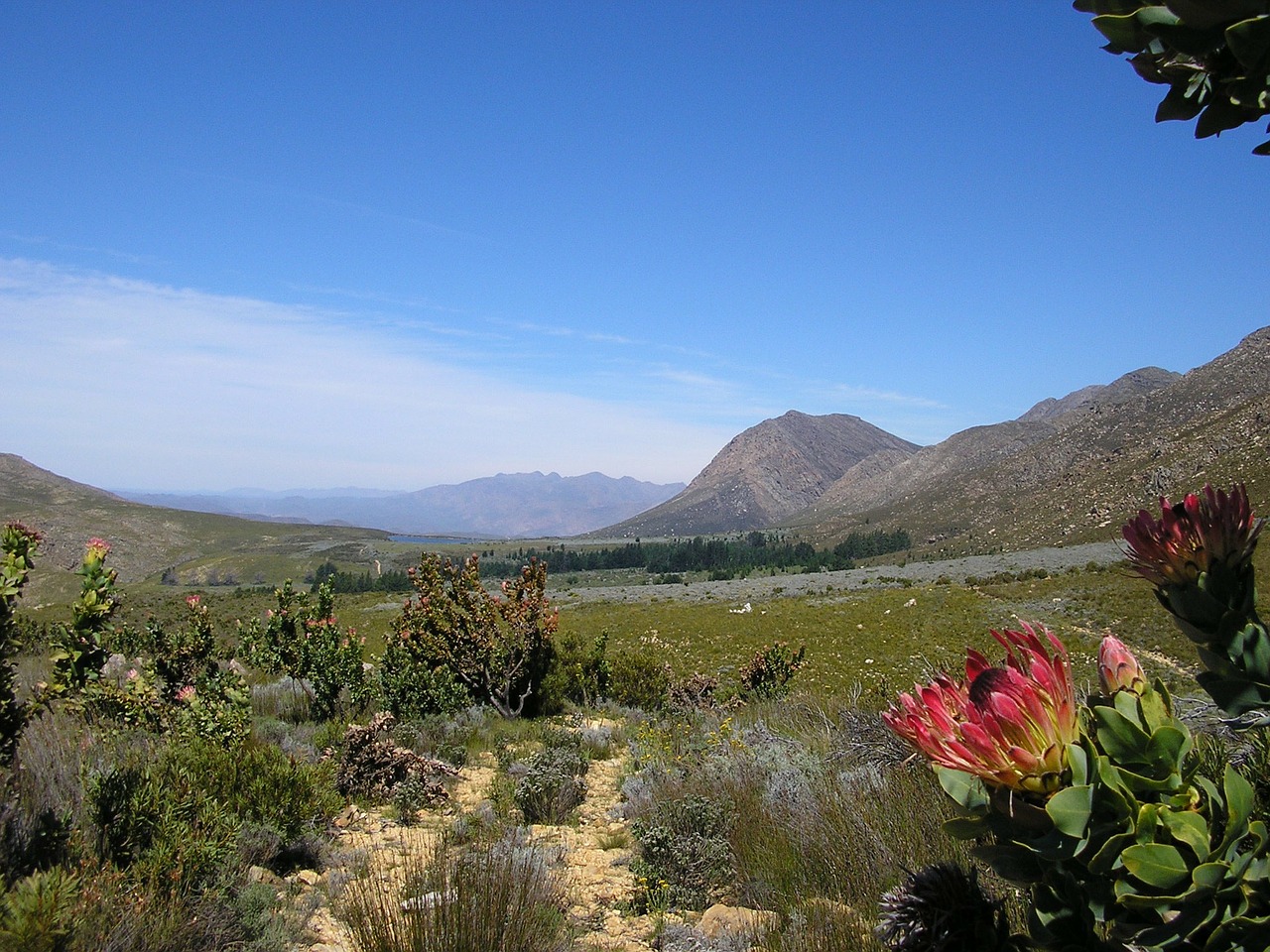 Protea, Fynbos, Kalnas, Žvyro Kelias, Kraštovaizdis, Dykuma, Peizažas, Natūralus, Laukiniai, Lauke