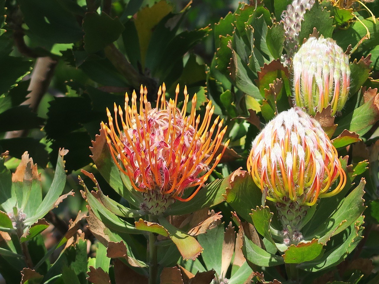 Protea, Gėlė, Pietų Afrika, Cape Town, Botanikos Sodas, Kirstenbosch, Nemokamos Nuotraukos,  Nemokama Licenzija