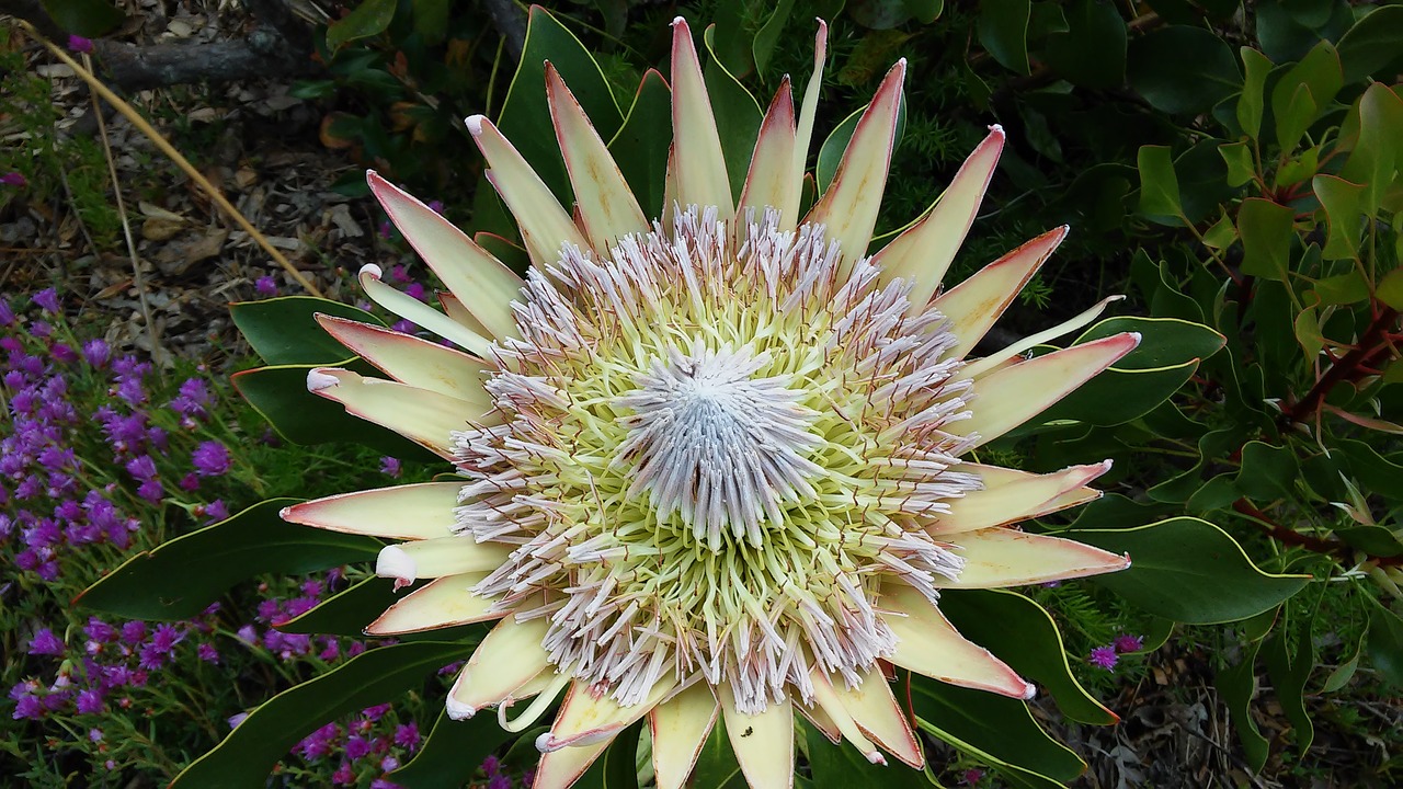 Protea, Pietų Afrika, Gėlė, Kirstenbosch, Botanikos, Sodai, Žiedas, Žydėti, Karalius, Į Pietus