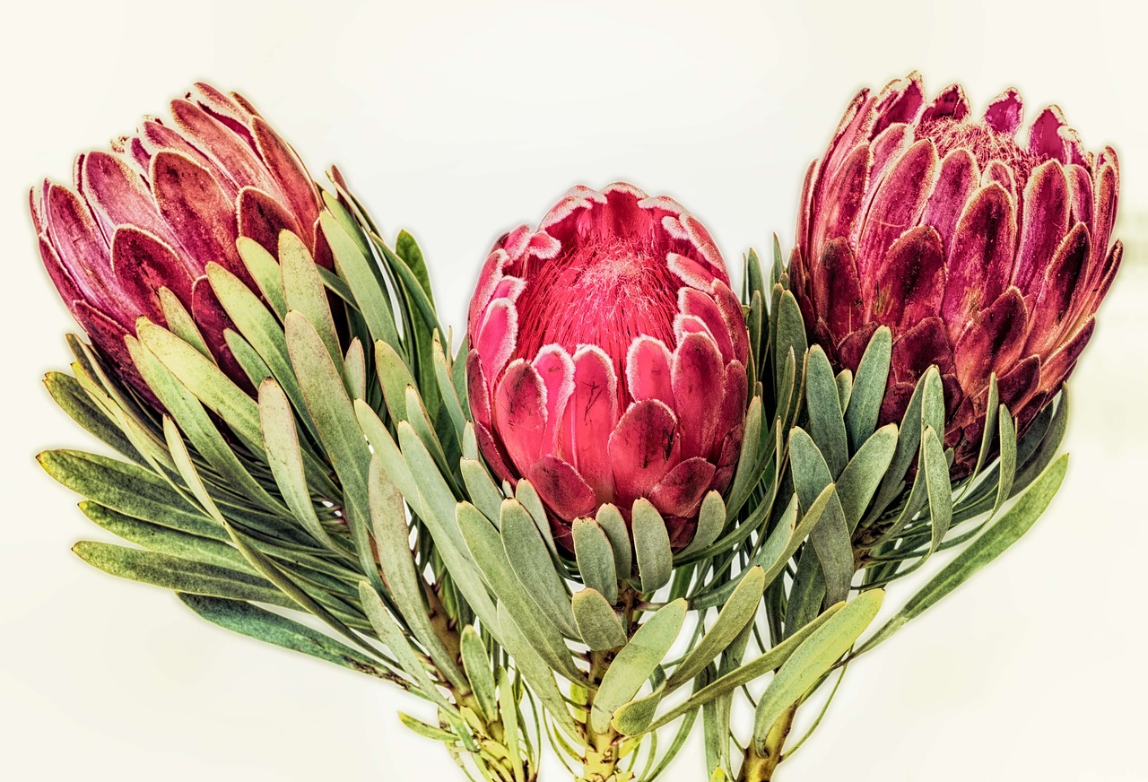 Protea, Pietų Afrika, Raudona, Gėlė, Augalas, Gėlių, Botanika, Cinaroidai, Fynbos, Pincushion