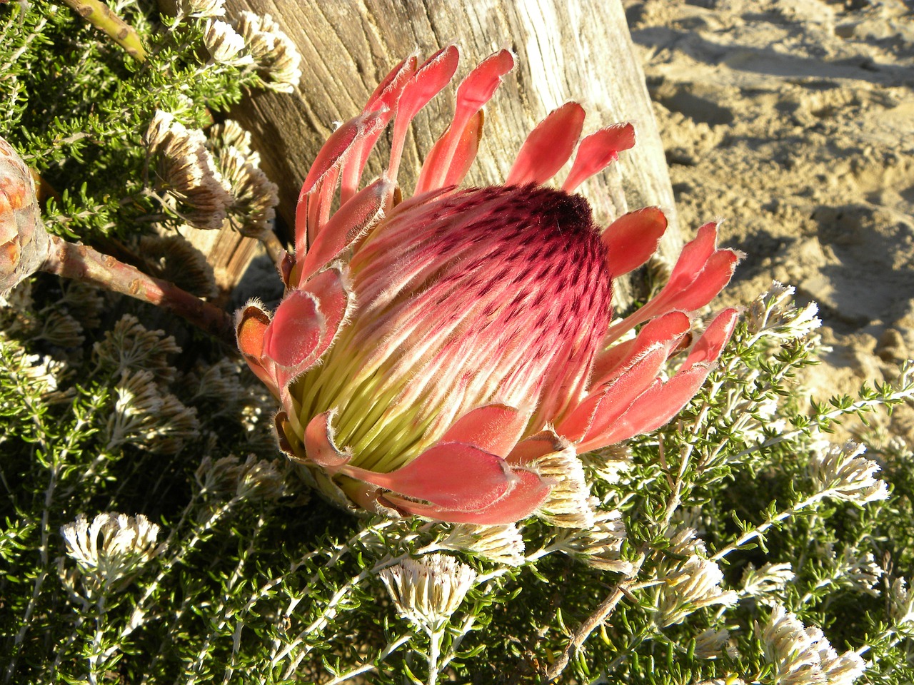 Protea, Gėlė, Karaliaus Proteas, Protea Cynaroids, Medaus Puodas, Karališkasis Cukrus Krūmas, Pietų Afrika, Nemokamos Nuotraukos,  Nemokama Licenzija