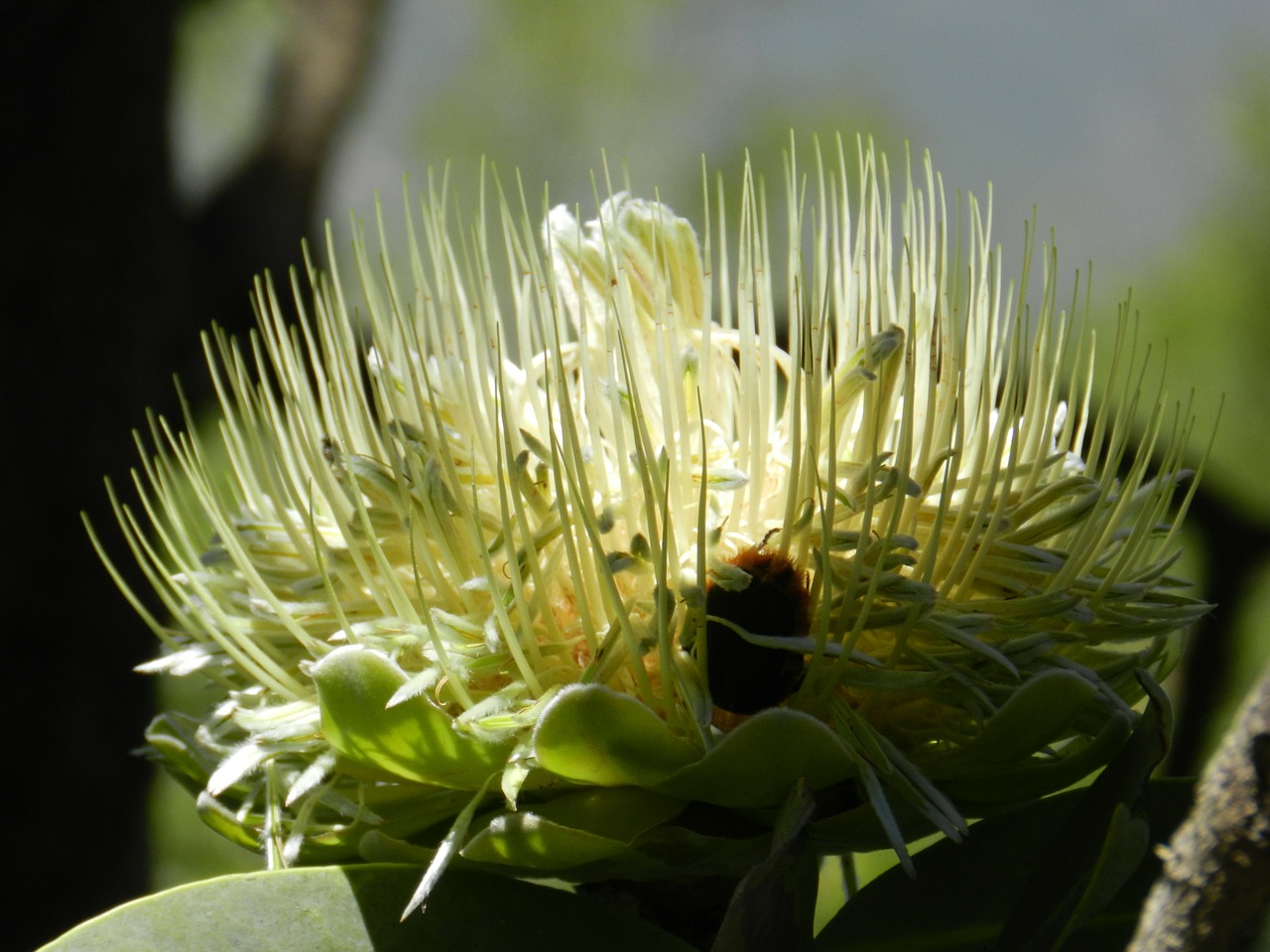 Protea, Pietų Afrika, Gėlė, Gėlės, Nemokamos Nuotraukos,  Nemokama Licenzija