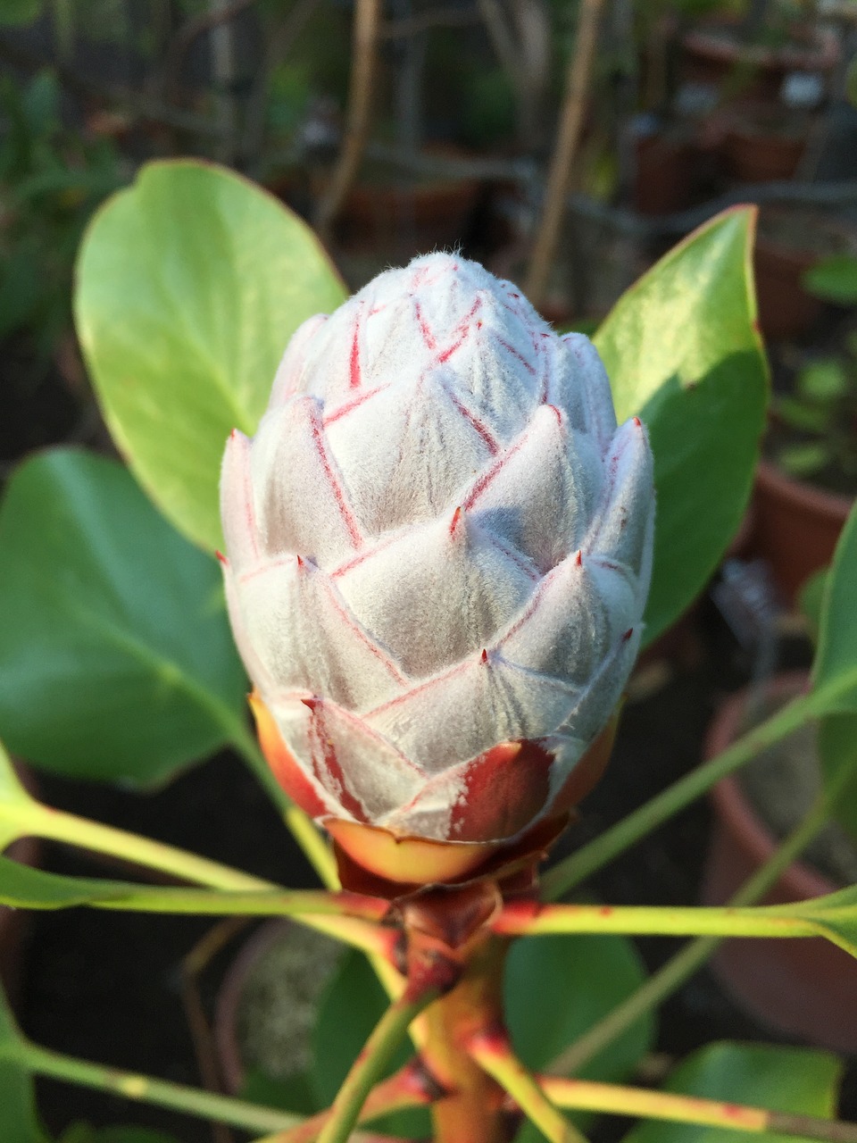 Protea Cynaroids, Pietų Afrika, Gėlių Pumpurai, Nemokamos Nuotraukos,  Nemokama Licenzija