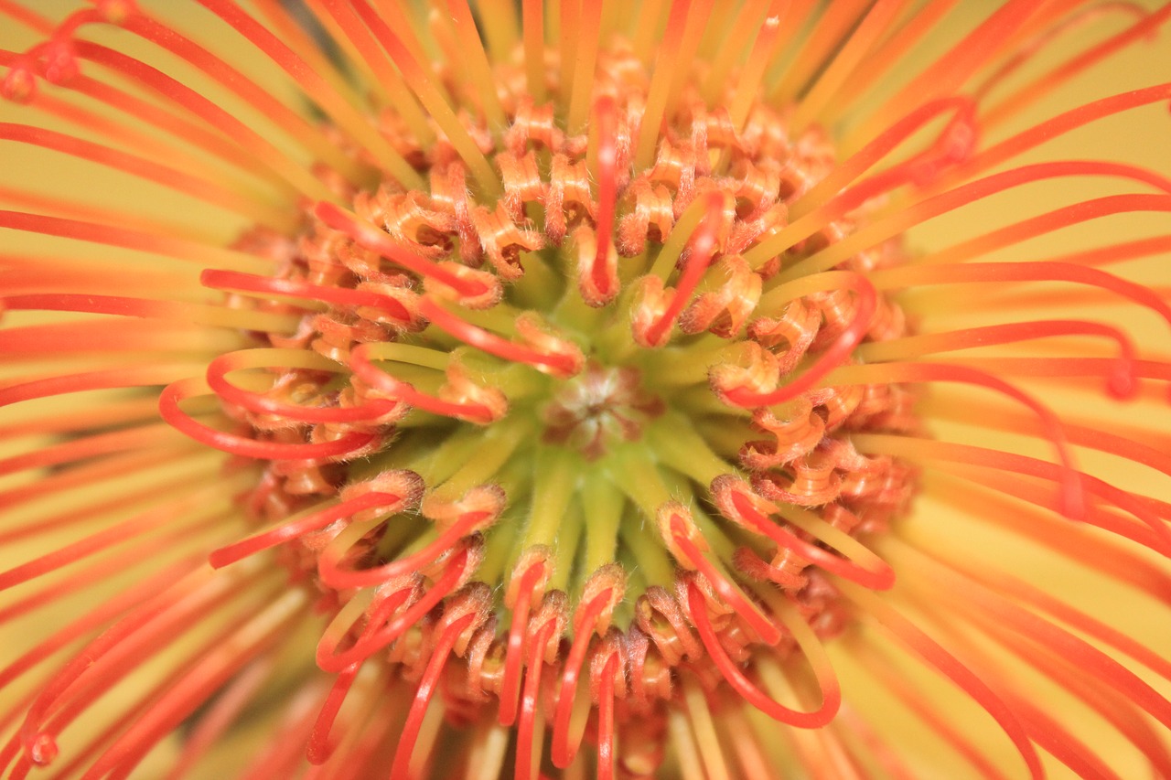 Protea Gėlė, Iš Arti, Oranžinė Gėlė, Nemokamos Nuotraukos,  Nemokama Licenzija
