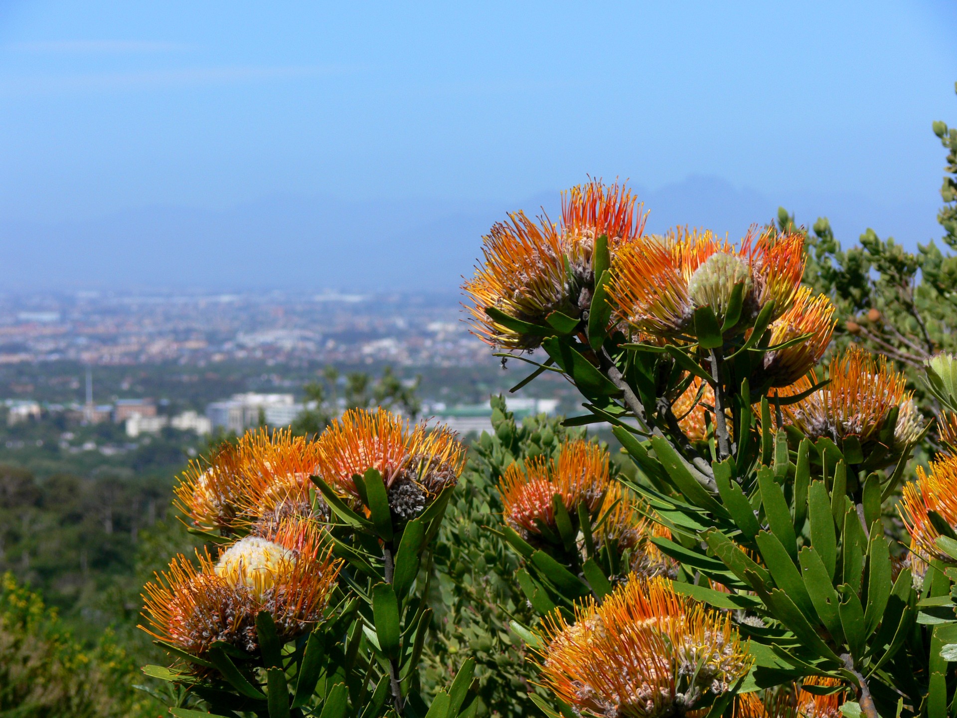 Protea,  Krūmas,  Flora & Nbsp,  Kirstenbosch,  Viršūnė & Nbsp,  Miestas,  Stalo & Nbsp,  Įlankoje,  Proteas Virš Stalo Įlankos, Nemokamos Nuotraukos