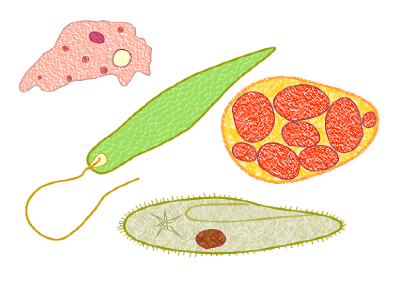 Protozoanai, Mikrobai, Biologija, Mokslas, Mikrobiologija, Mokslinis, Amoeba, Ląstelė, Mikroskopinis, Ekologija