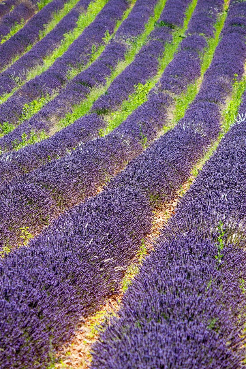 Provence, Levanda, Violetinė, Violetinė, Levandų Gėlės, Viduržemio Jūros, France, Į Pietus Nuo Prancūzijos, Žolelės, Kvepalai