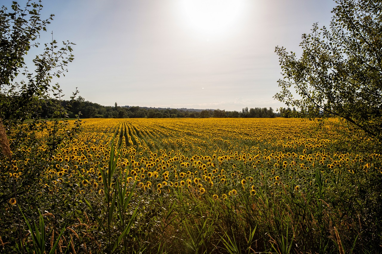 Provence, Šviesa, Gėlė, Saulėgrąžos, Laukas, Kraštovaizdis, Nemokamos Nuotraukos,  Nemokama Licenzija