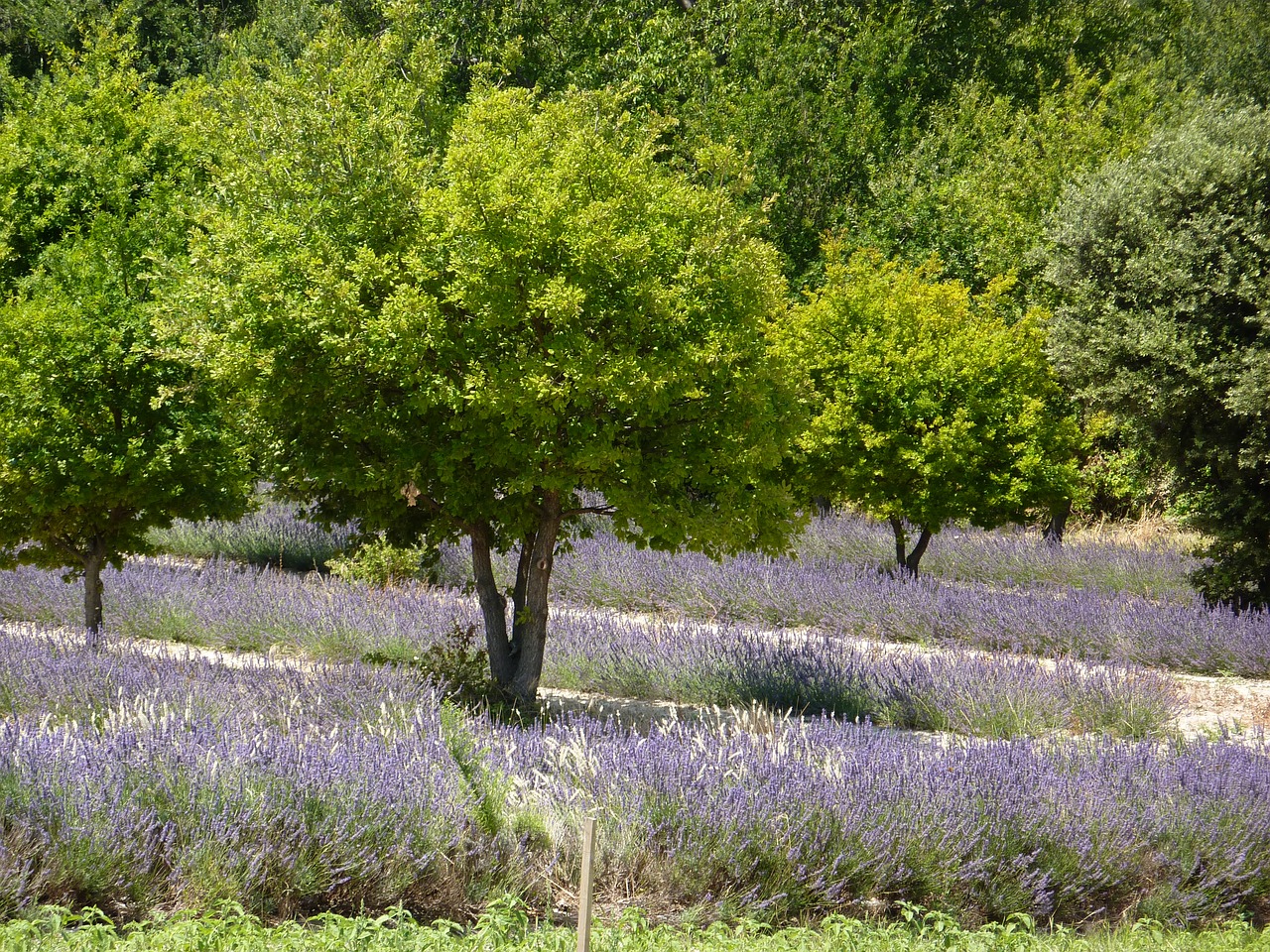 Provence, Gėlės, Gamta, Pavasaris, Laukinės Gėlės, Augalai, Žydėjimas, Laukai, Kraštovaizdis, Flora
