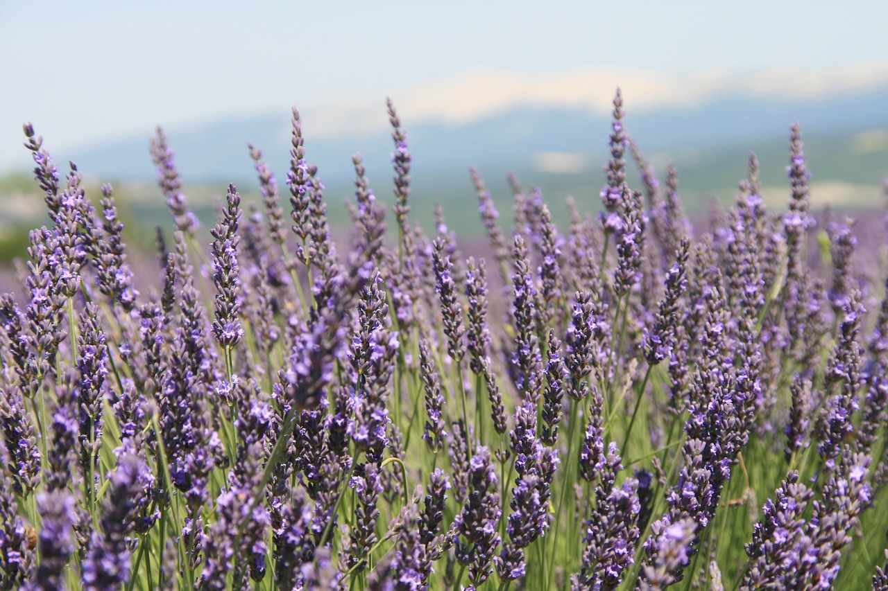 Provence, Levandų Laukas, Vasara, Nemokamos Nuotraukos,  Nemokama Licenzija