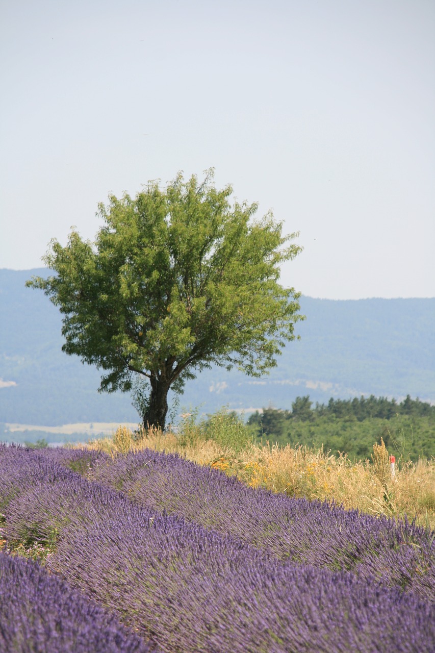 Provence, Vasara, Levandų Žiedas, Levandų Lauko Medis, Nemokamos Nuotraukos,  Nemokama Licenzija