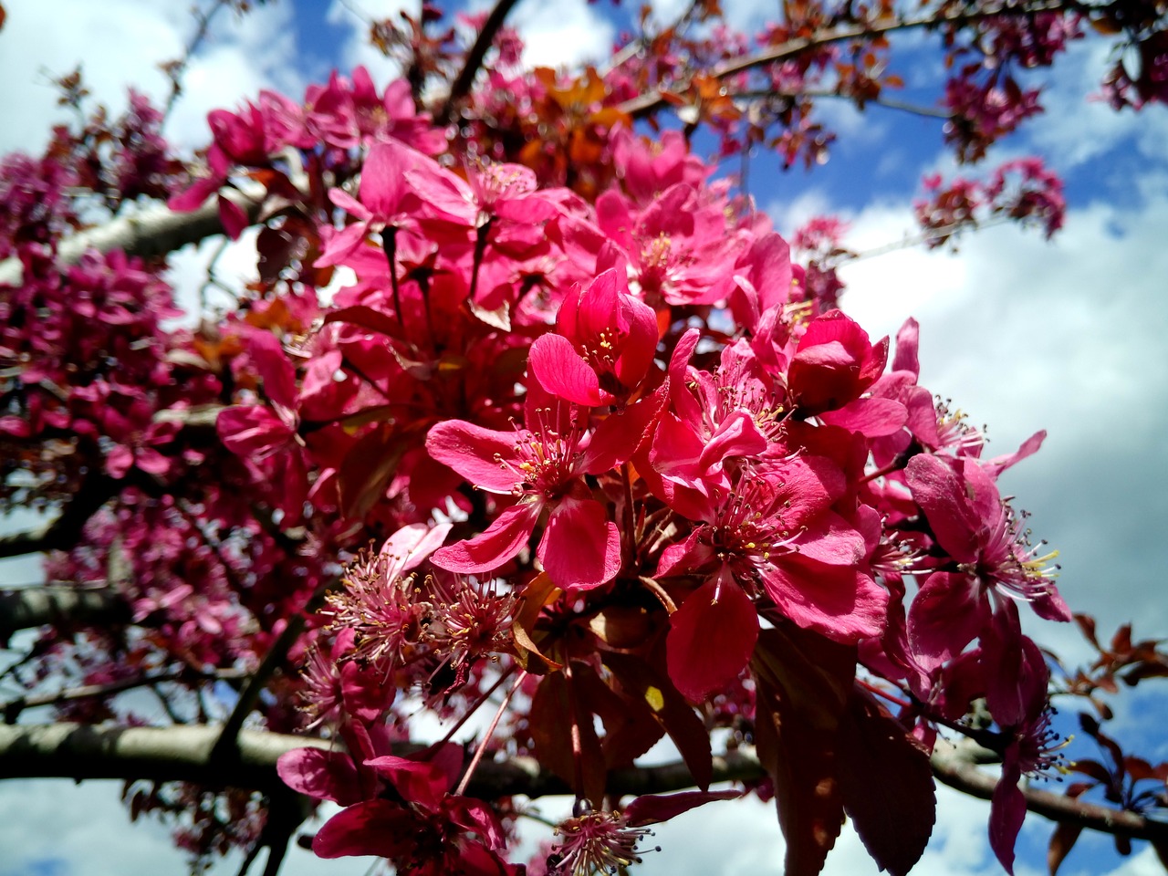 Prunus, Migdolų Medžiai, Gėlės, Pavasaris, Žydėjimas, Gražus, Gėlė, Sodas, Medis, Medžiai