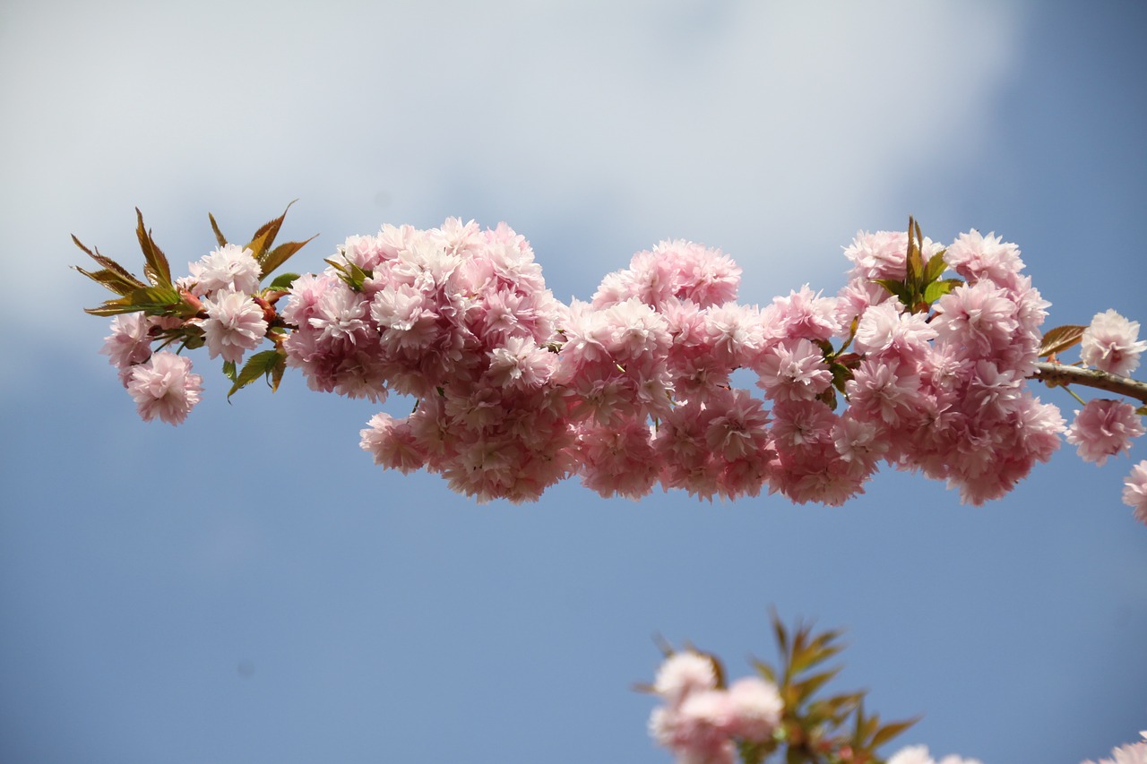 Prunus, Filialas, Gėlių Šaka, Gamta, Medis, Sodas, Augalas, Nemokamos Nuotraukos,  Nemokama Licenzija