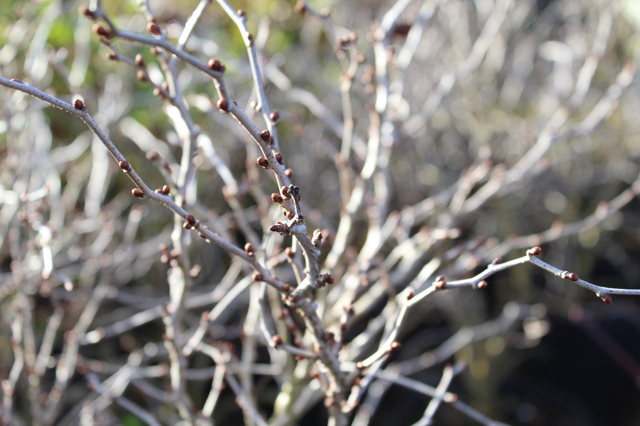 Prunus, Kojo-Ne-Mai, Žydėjimas, Vyšnia, Pumpurai, Žiema, Sodas, Augalas, Medis, Nemokamos Nuotraukos