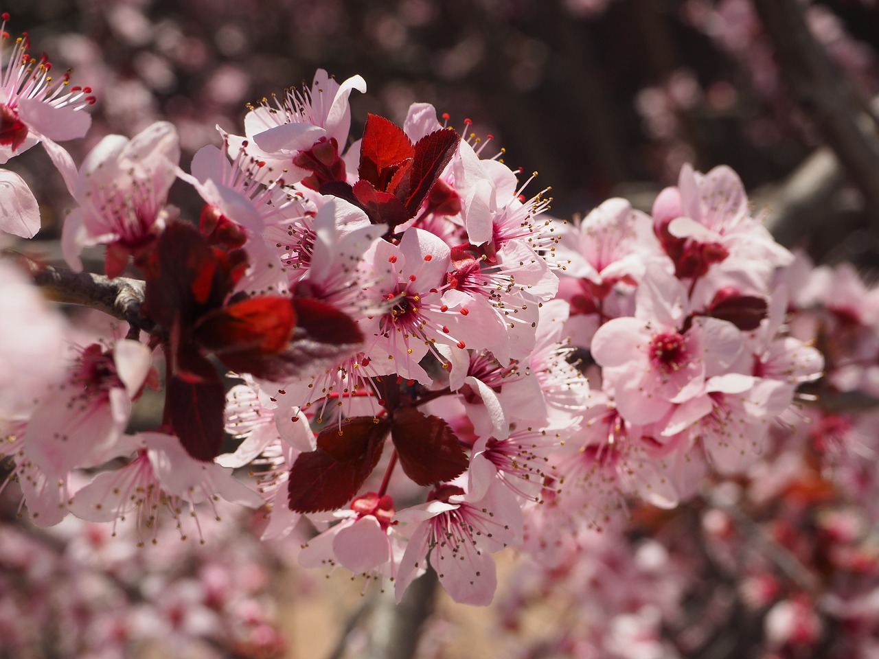 Prunus, Gėlė, Pavasaris, Vyšnių Kalva, Medis, Žydėjimas, Gamta, Rytietiška Vyšninė, Prunus Serrulata, Sakura