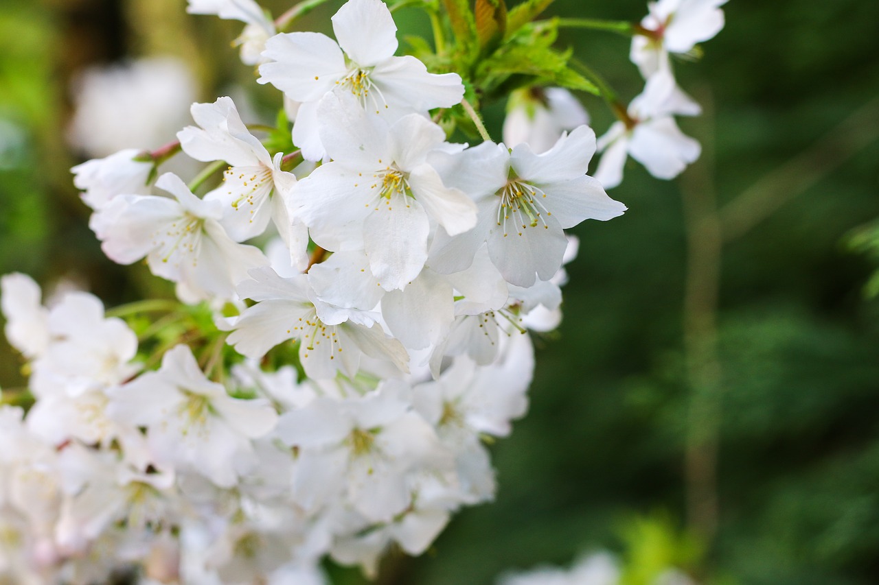 Prunus, Filialas, Gėlės, Baltos Gėlės, Pavasaris, Gamta, Augalas, Sodas, Gėlių Šaka, Nemokamos Nuotraukos