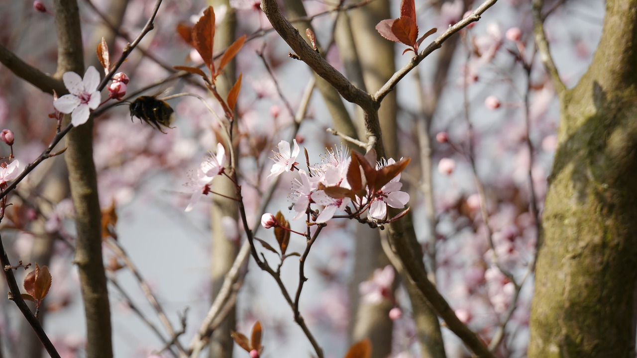 Prunus, Cerasifera, Filialas, Žiedas, Žydėti, Medis, Hummel, Pavasaris, Gamta, Gražus