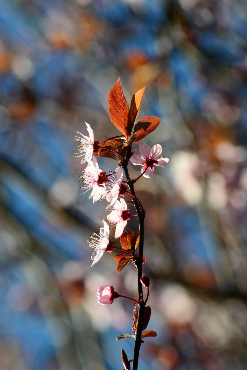 Prunus, Slyvų Vyšnios, Kiniška Slyva, Žiedas, Rožinis, Rosaceae, Medis, Dekoratyvinis, Klasteriai, Iš Arti