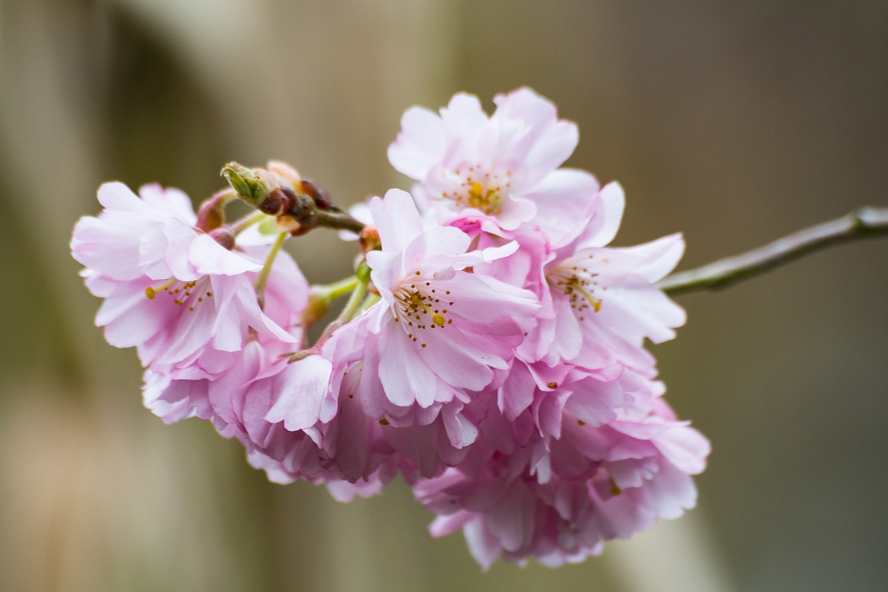 Prunus,  Gėlė,  Pobūdį,  Augalų,  Žiedlapis,  Įvykdymas, Nemokamos Nuotraukos,  Nemokama Licenzija