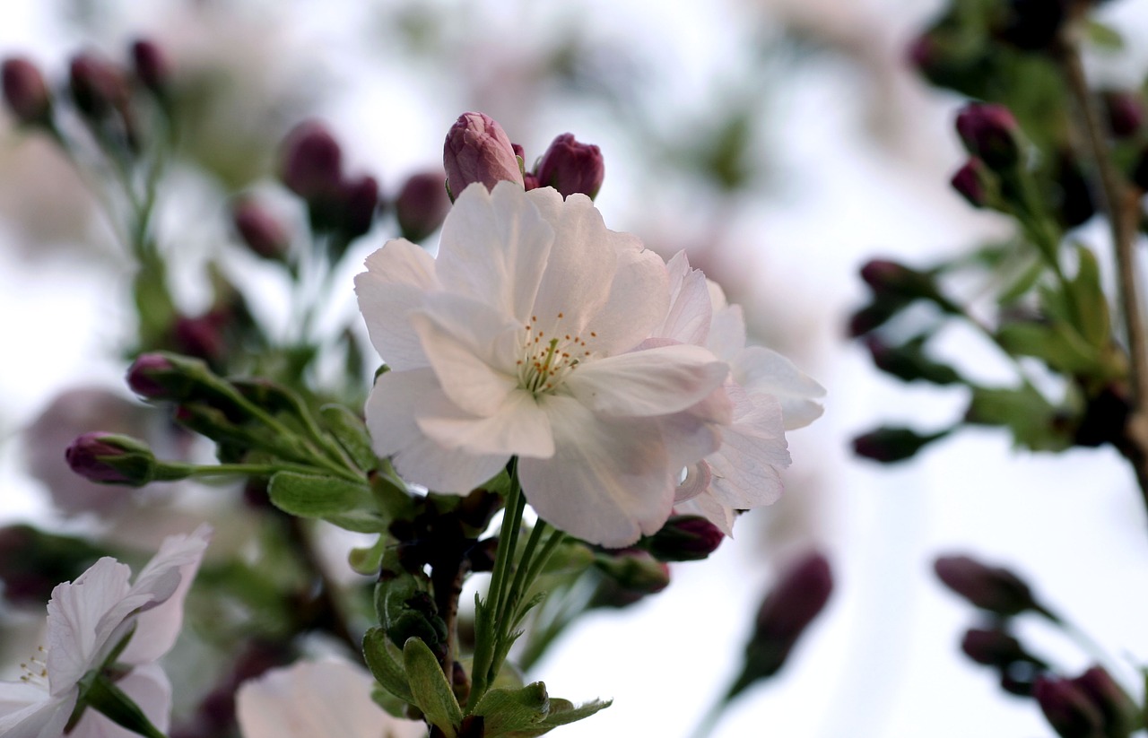 Prunus,  Gėlė,  Augalų,  Pobūdį,  Sodas,  Iš Arti,  Žiedlapis,  Sezonas, Nemokamos Nuotraukos,  Nemokama Licenzija