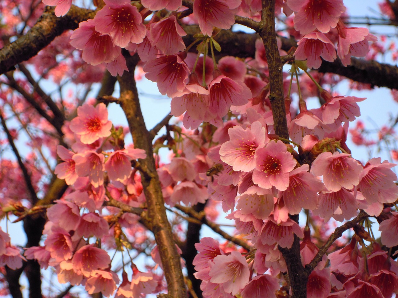 Prunus, Sun Ming Shan, Vyšnių Žiedų, Wikiproject Taivanas, Pavasaris, Nemokamos Nuotraukos,  Nemokama Licenzija