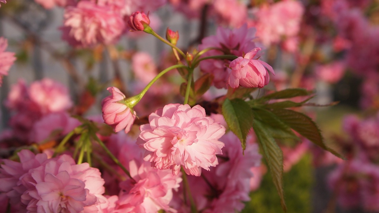 Prunus,  Rožinis,  Žiedas,  Filialai,  Pavasaris,  Lapai, Nemokamos Nuotraukos,  Nemokama Licenzija