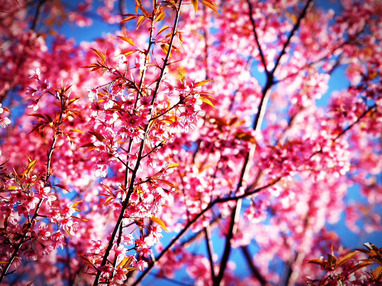 Sakura, Žiedas, Prunus Cerasoides, Laukinės Himalajų Vyšnios, Tailandas, Žydi Prie Phu Lom Lo Kalno, Phitsanulok, Pavasaris, Medis, Žydi