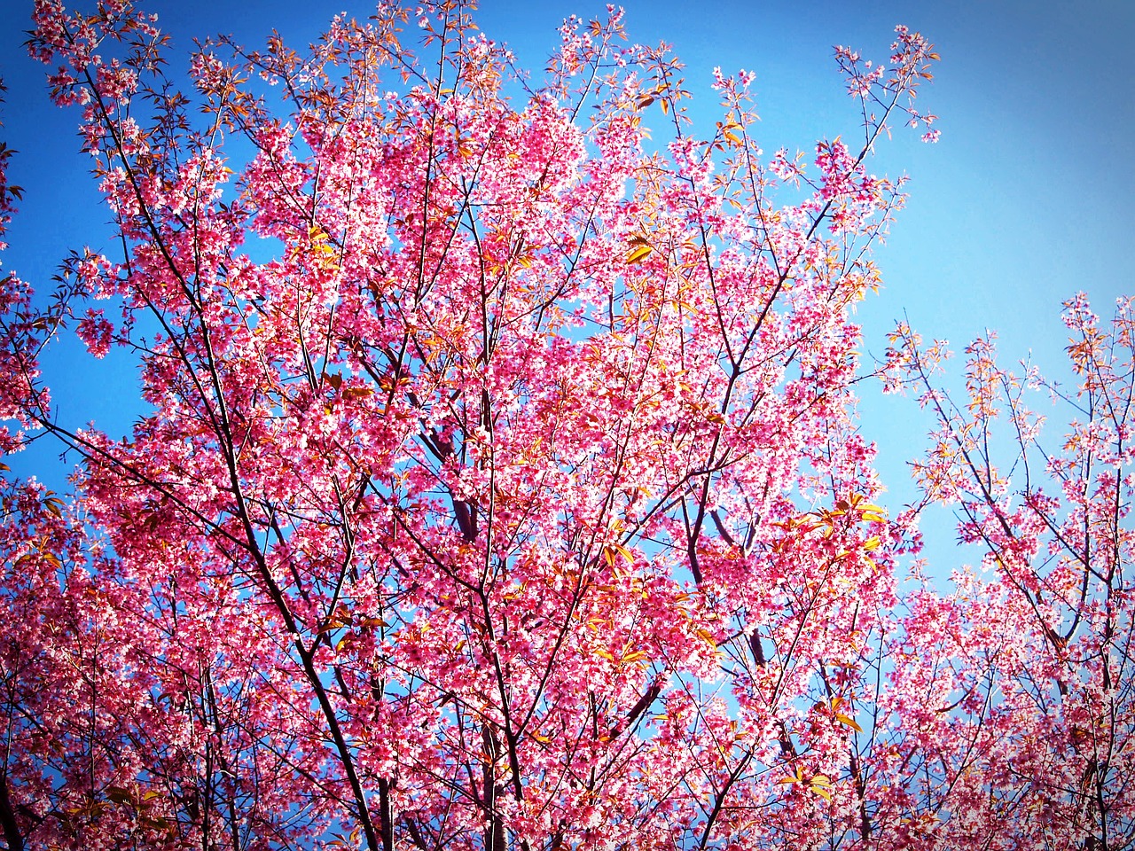 Sakura, Žiedas, Prunus Cerasoides, Laukinės Himalajų Vyšnios, Tailandas, Žydi Prie Phu Lom Lo Kalno, Phitsanulok, Pavasaris, Medis, Žydi