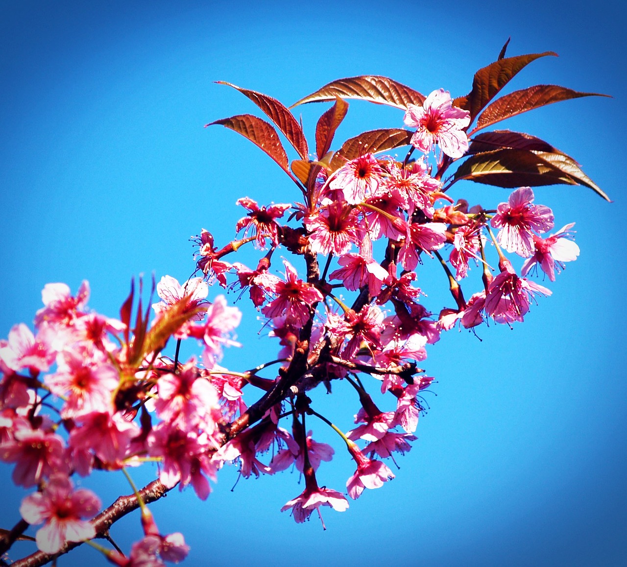 Prunus Cerasoides, Laukinės Himalajų Vyšnios, Sakura Thailand, Žydi Prie Phu Lom Lo Kalno, Phitsanulok, Tailandas, Pavasaris, Medis, Žydi, Sakura