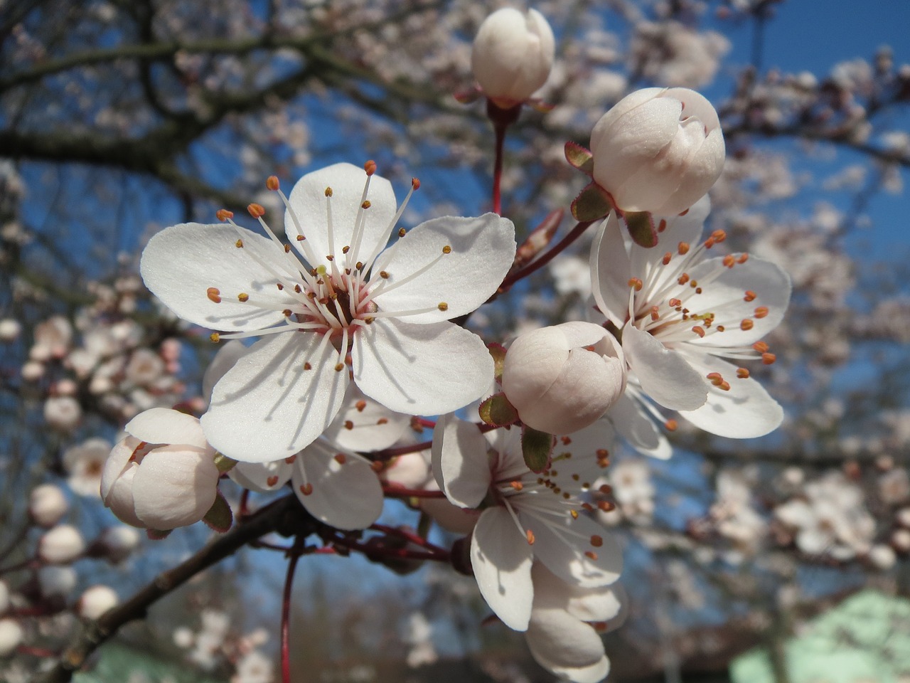 Prunus Domestica, Medis, Žiedas, Žiedynas, Makro, Iš Arti, Flora, Botanika, Rūšis, Augalas