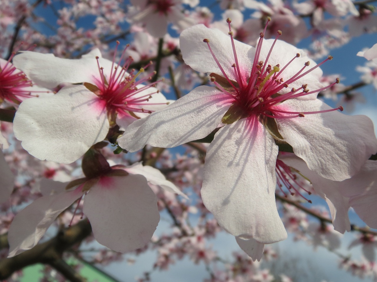 Prunus Dulcis, Migdolai, Badas, Makro, Žydi, Medis, Pavasaris, Flora, Botanika, Augalas