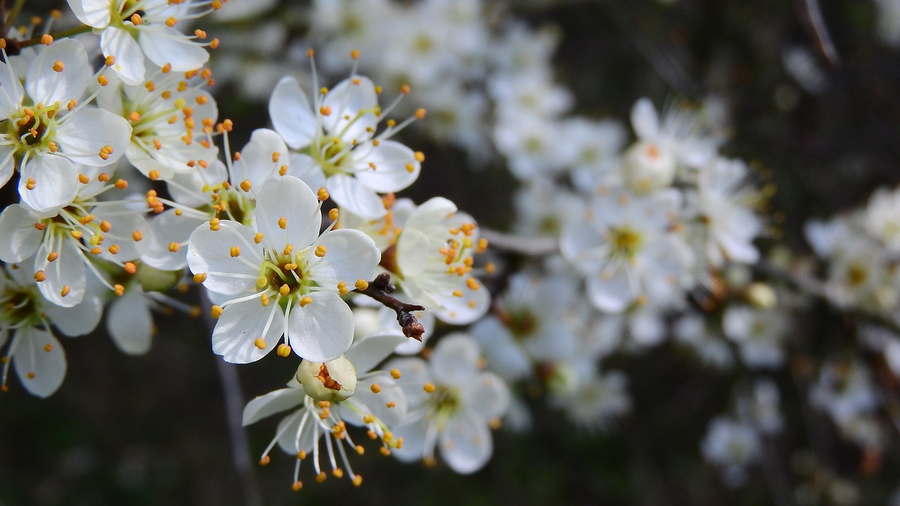 Prunus Spinosa, Juodmedis, Pavasario Gėlės, Baltos Gėlės, Žydintis Krūmas, Pavasario Aspektas, Pavasario Požymiai, Nemokamos Nuotraukos,  Nemokama Licenzija