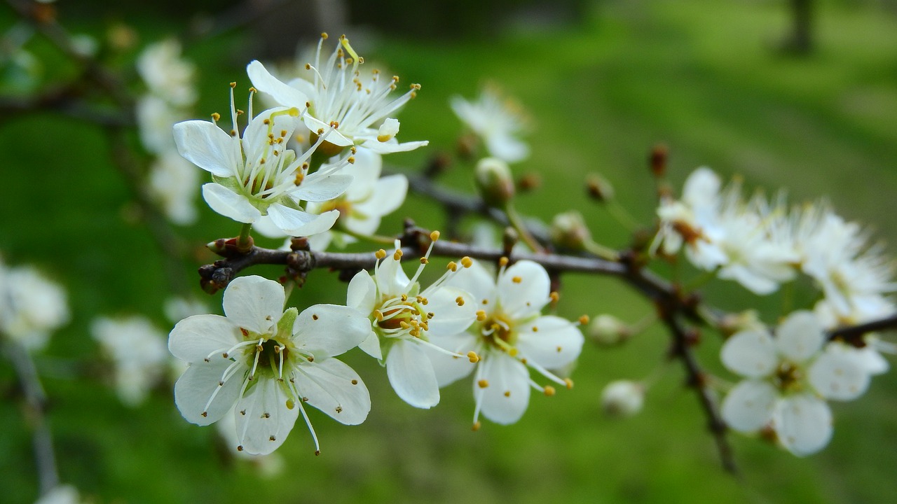 Prunus Spinosa, Juodmedis, Pavasario Gėlės, Baltos Gėlės, Žydintis Krūmas, Pavasario Aspektas, Pavasario Požymiai, Nemokamos Nuotraukos,  Nemokama Licenzija