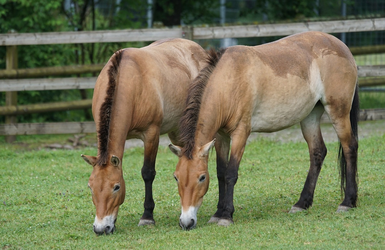 Przewalski, Laukinis Arklys, Ganykla, Ganyti, Žinduolis, Equus Ferus Przewalskii, Nemokamos Nuotraukos,  Nemokama Licenzija