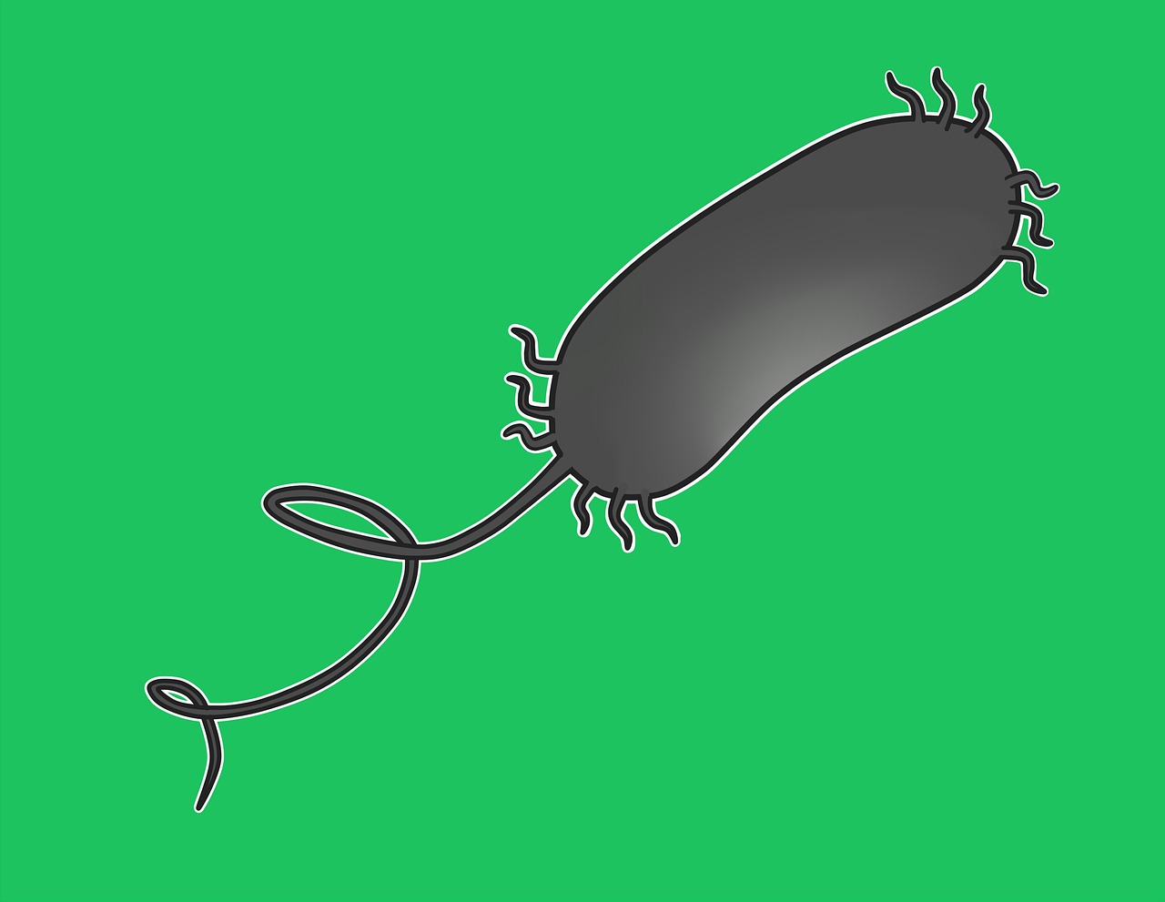 Pseudomonas Aeruginosa, Bakterijos, Mikrobiologija, Mikroorganizmas, Sveikata, Nemokamos Nuotraukos,  Nemokama Licenzija