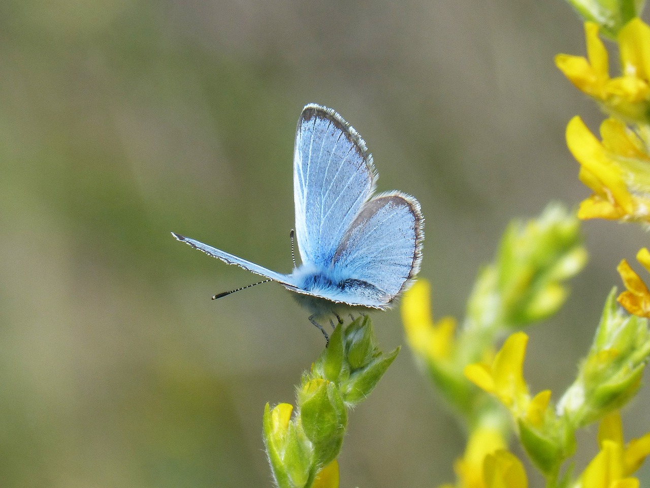 Pseudophilotes Panoptes, Mėlynas Drugelis, Drugelis, Lepidopteran, Faragolos Blaveta, Nemokamos Nuotraukos,  Nemokama Licenzija