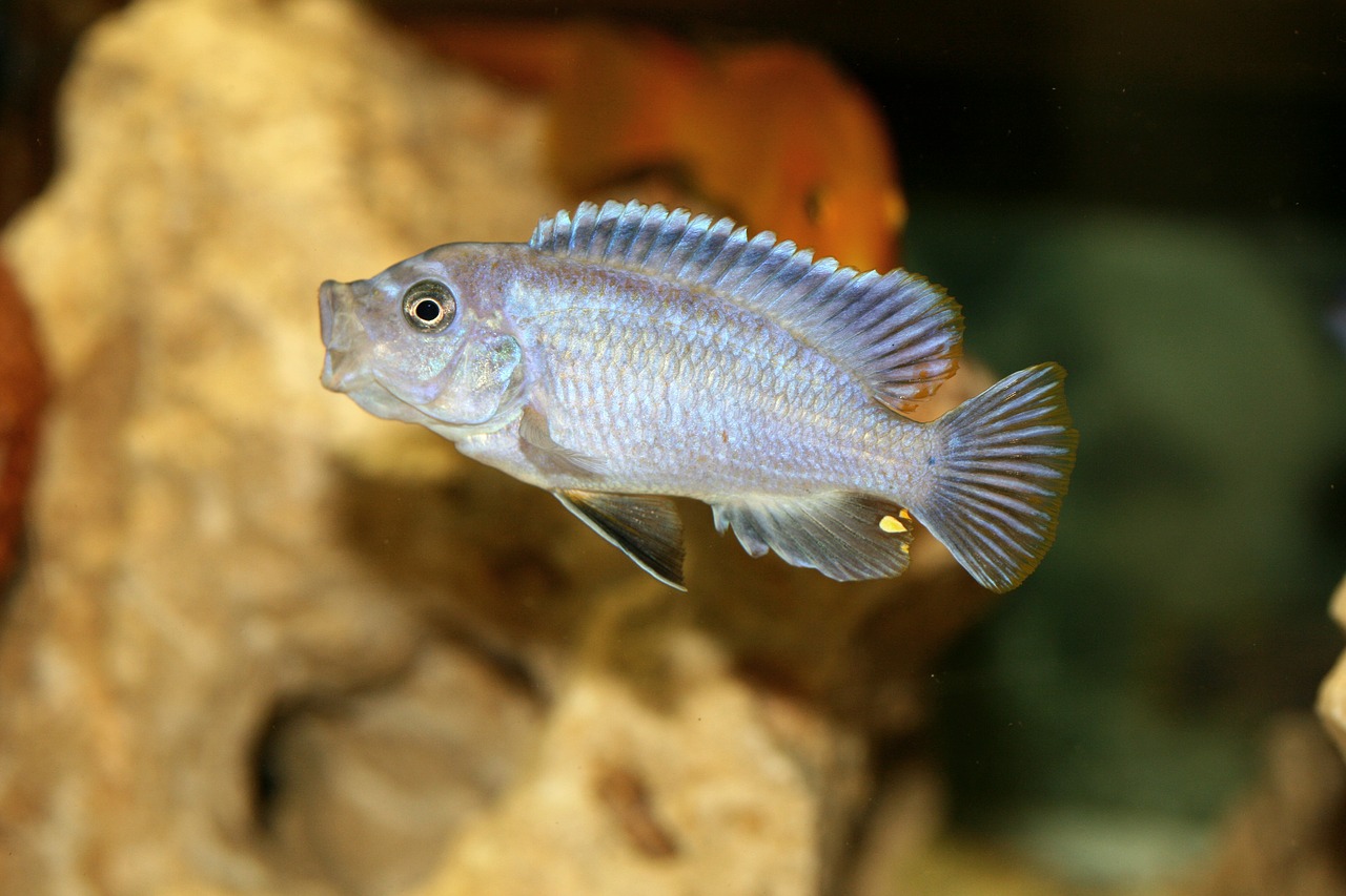 Pseudotropheus Acei, Cichlid, Malavis, Cichlidae, Cichlids, Tanganika, Victorian, Žuvis, Ežeras, Spalva