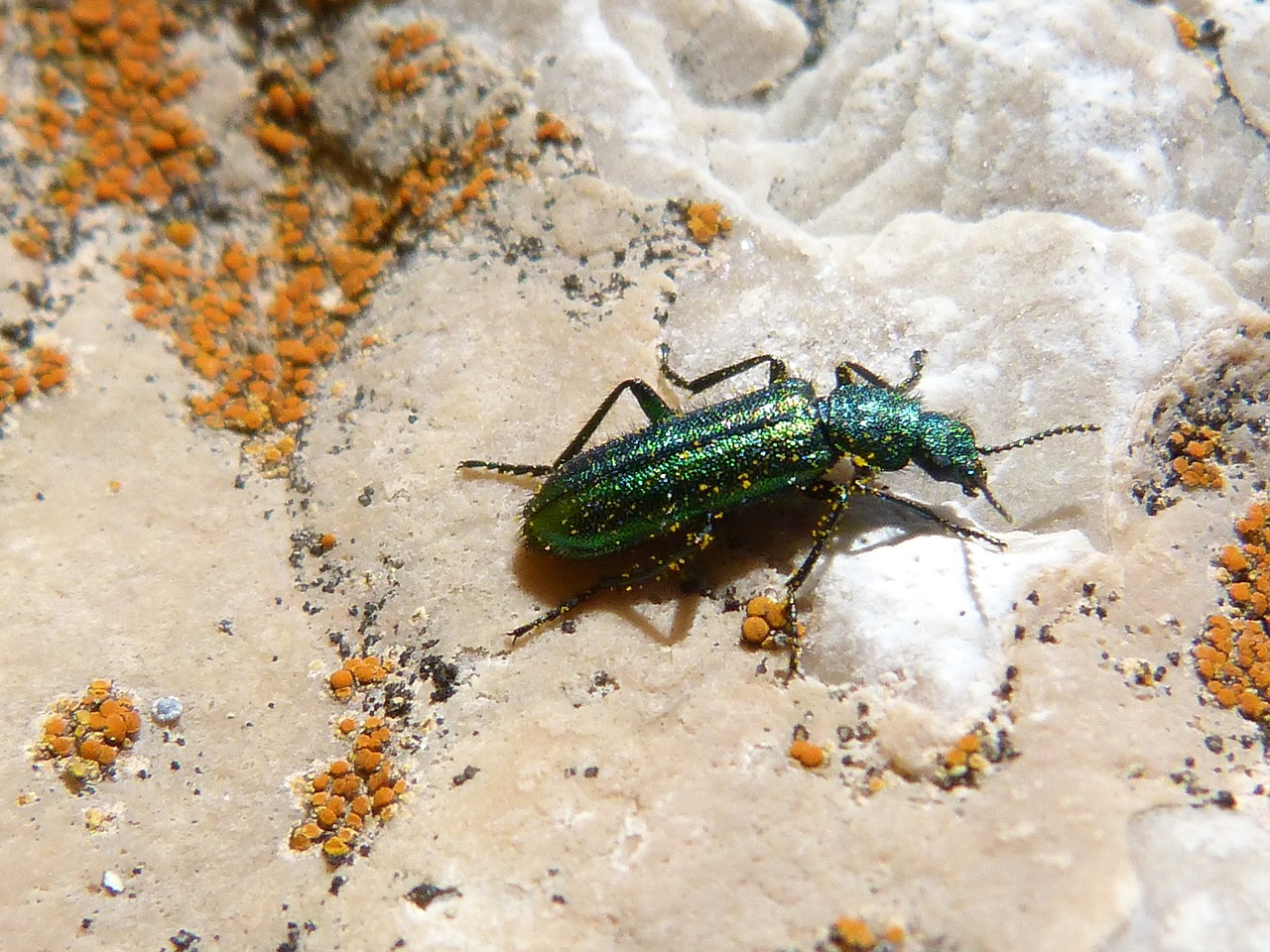 Psilothrix Cyaneus, Coleoptera, Žalias Vabalas, Psilothrix Viridicoerulea, Rokas, Kerpės, Nemokamos Nuotraukos,  Nemokama Licenzija