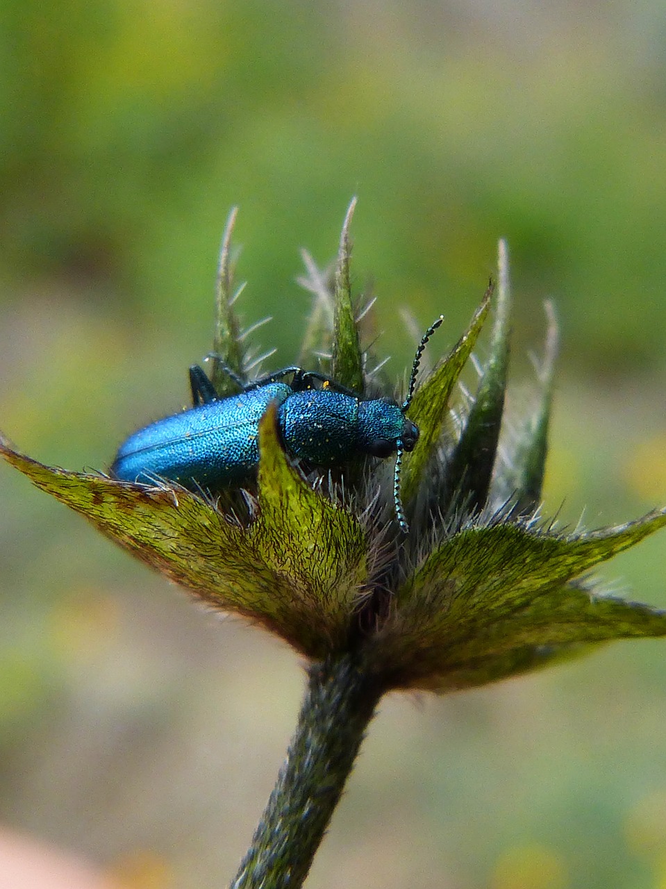 Psilothrix Cyaneus, Coleoptera, Žalias Vabalas, Nemokamos Nuotraukos,  Nemokama Licenzija