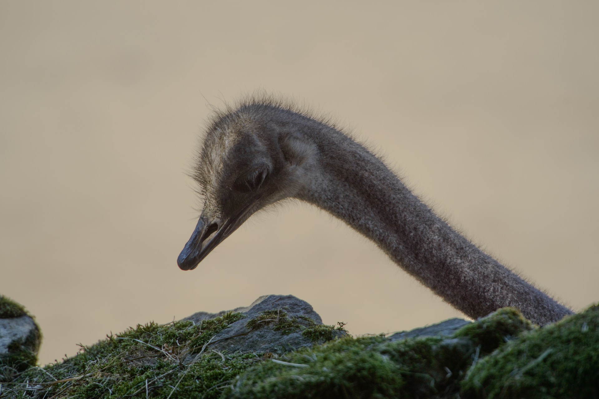 Strutis,  Jaunas,  Galva,  Portretas,  Iš Arti,  Paukštis,  Gyvenimas,  Vasara,  Fauna,  Strutis