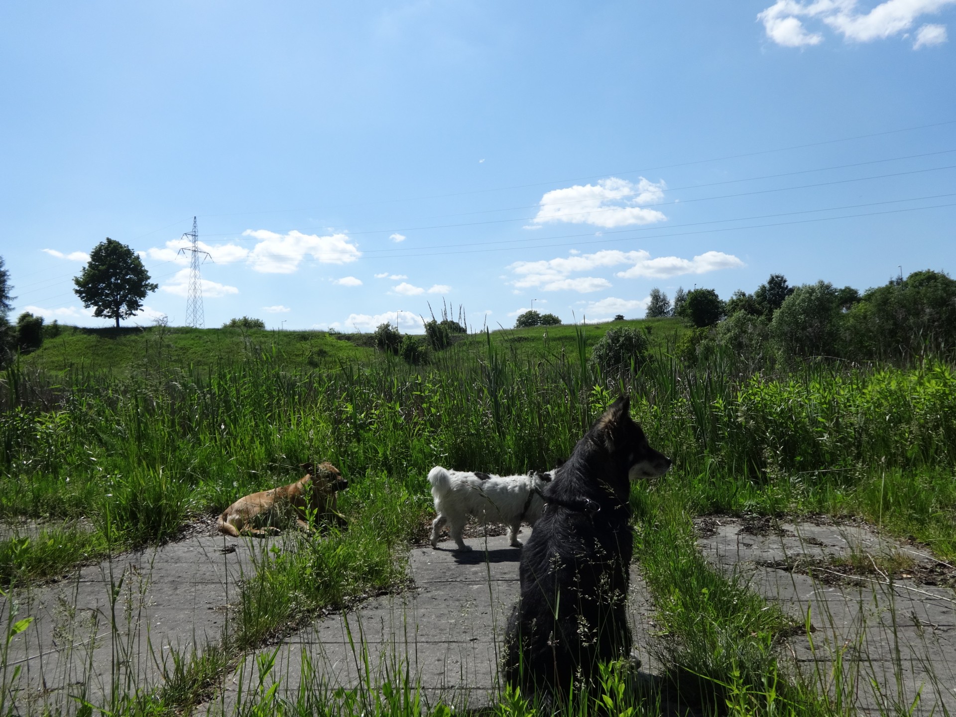 Šuo,  Vasara,  Lublin,  Lenkija,  Šunys Vaikščioti, Nemokamos Nuotraukos,  Nemokama Licenzija